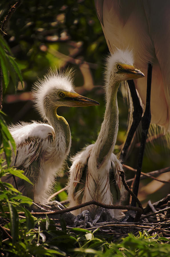 Great Egret Chicks Photograph by Dick Hudson