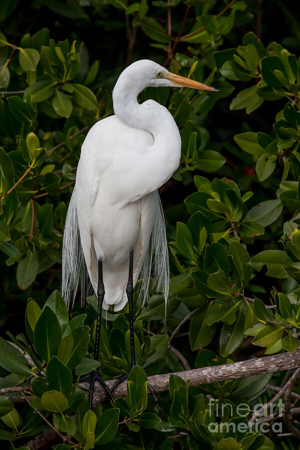 Great Egret Photograph by Chris Scroggins