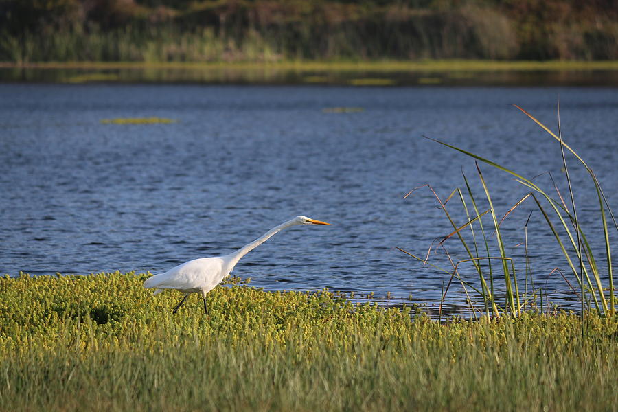 Great Egret  Photograph by Christy Pooschke