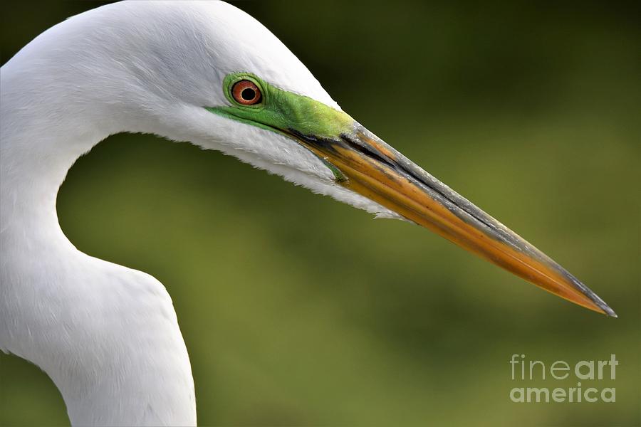 Great Egret Close Up Photograph by Julie Adair