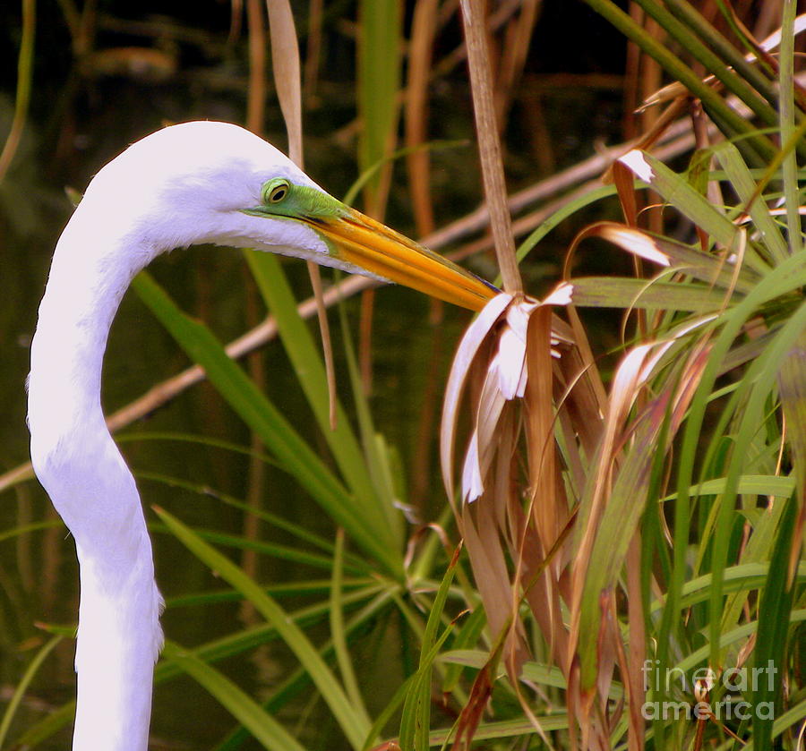 Great Egret Close Up Profile Photograph by Terri Mills