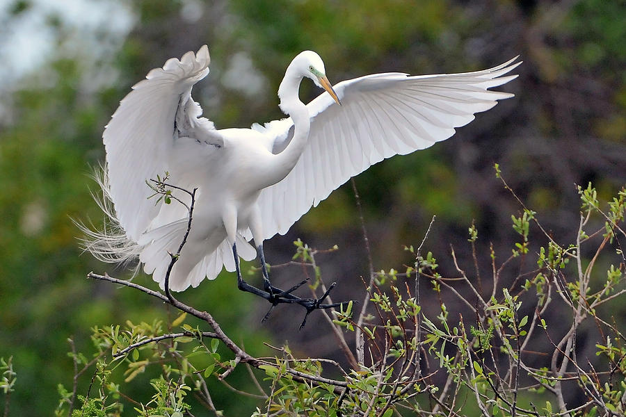 Great Egret Coming In for Landing Photograph by Alan Lenk