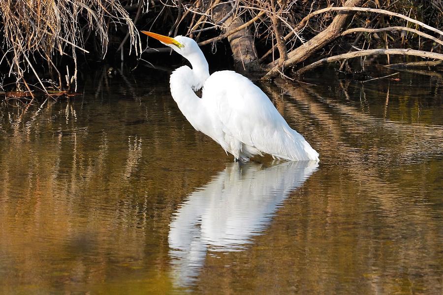 Great Egret #2 Photograph by Dennis Nelson - Fine Art America