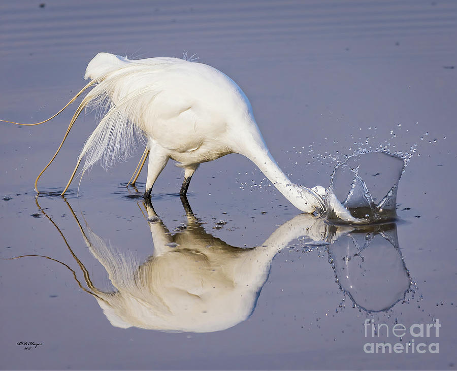 Great Egret Dipping For Food Photograph by DB Hayes
