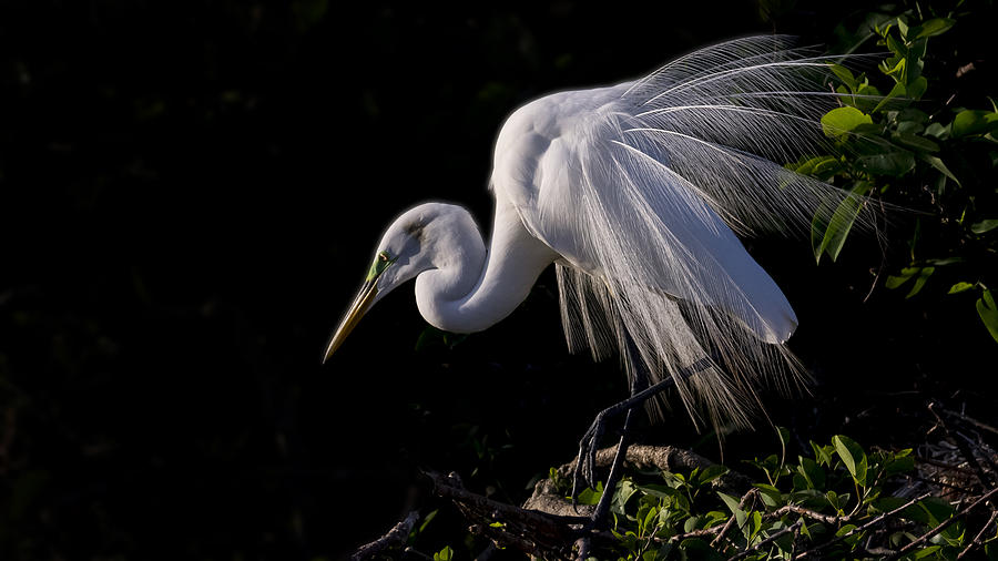 Egret Photograph - Great Egret Display by Don Durfee
