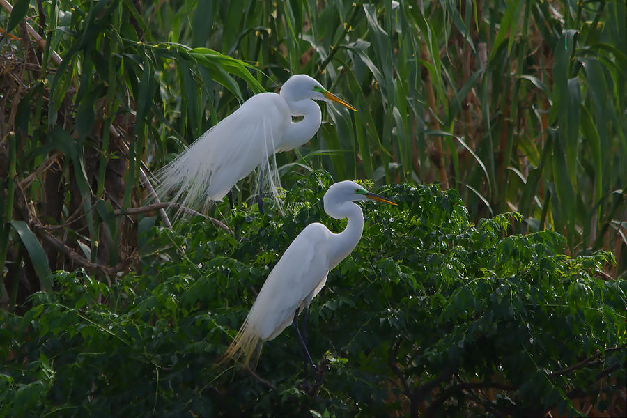 Great Egret Displays Windy Mating Plumage 2 Photograph