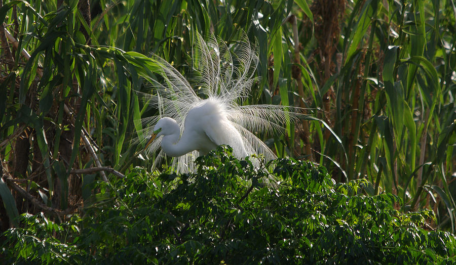 Great Egret Displays Windy Mating Plumage Photograph