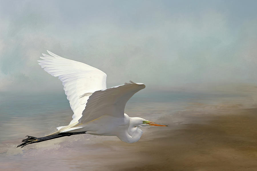 Great Egret Photograph by Donna Kennedy