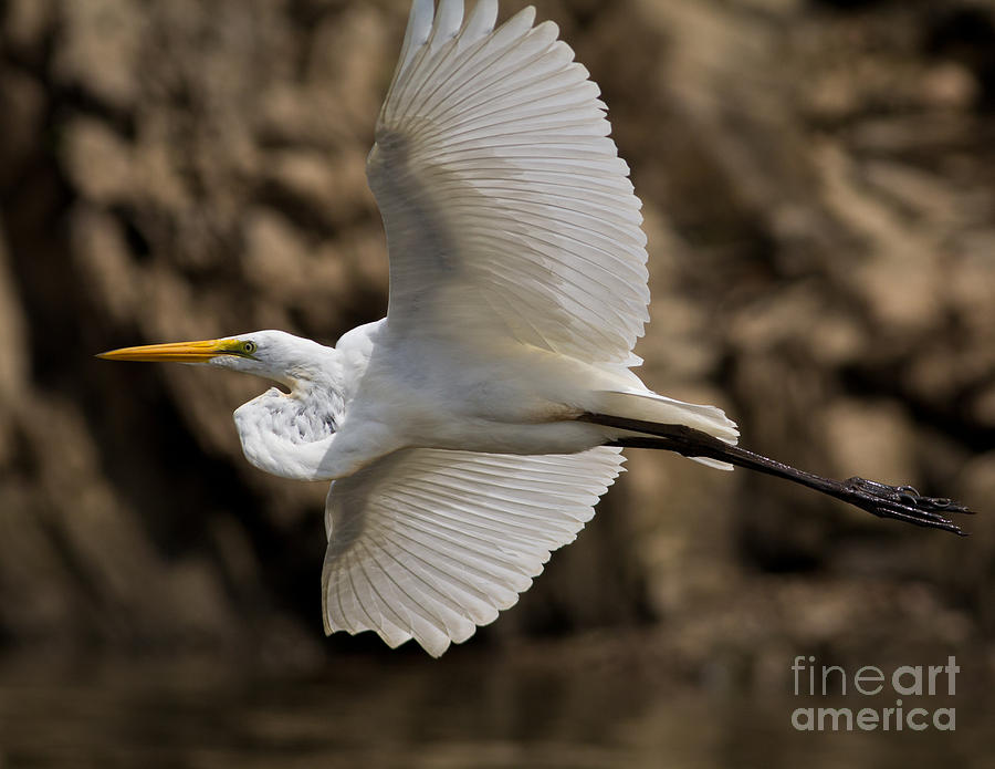 Great Egret Photograph by Douglas Stucky