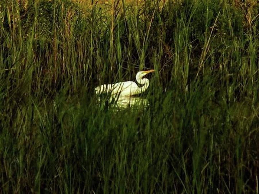 Wildlife Photograph - Great Egret... #egretsofinstagram by Cheray Dillon