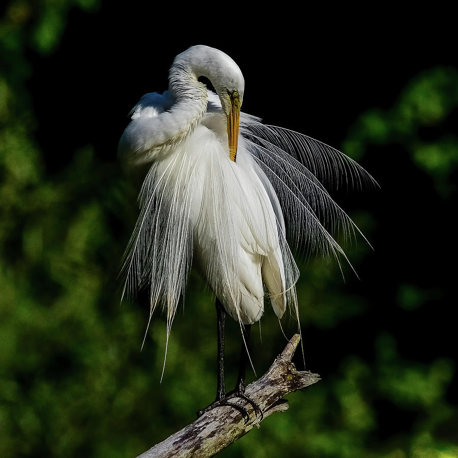 Great Egret Elegance Photograph by Morris Finkelstein - Fine Art America