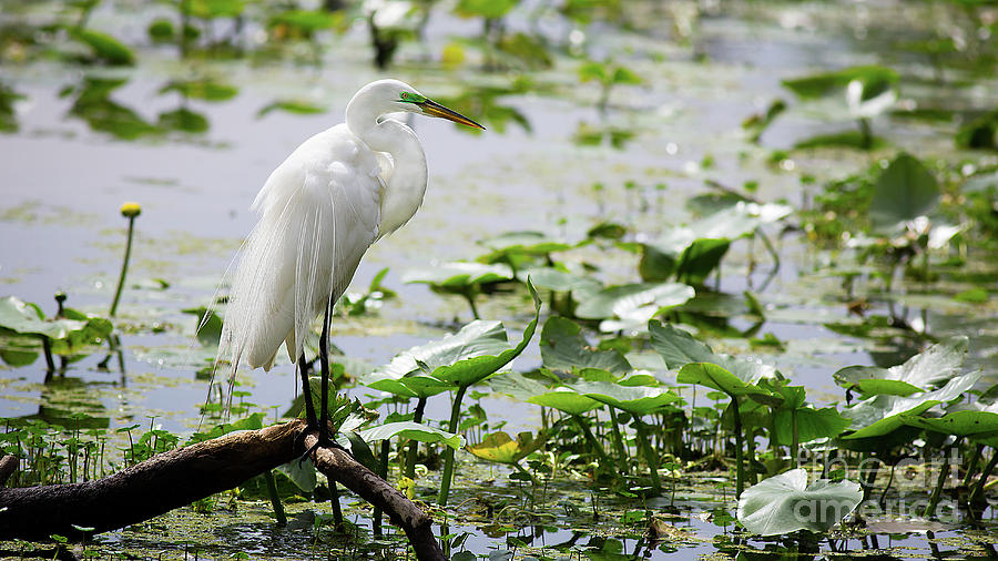 Great Egret enjoying the sun by Brad Marzolf Photography Great Egret enjoying the sun by Brad Marzolf Photography