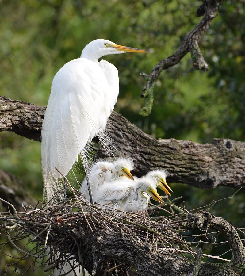 Egret Photograph - Great Egret Family  by Richard Bryce and Family