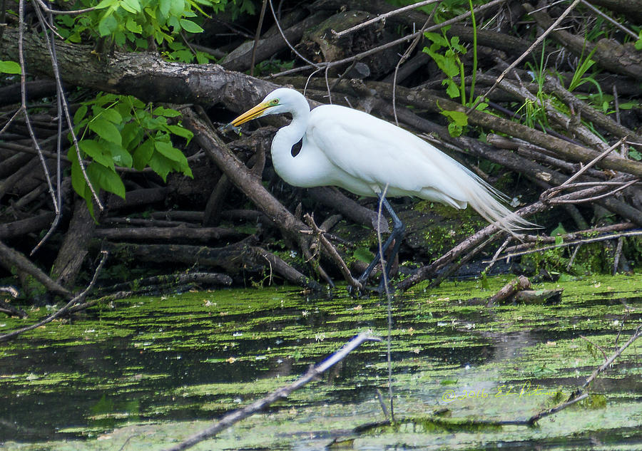 Great Egret Feeding Photograph by Ed Peterson