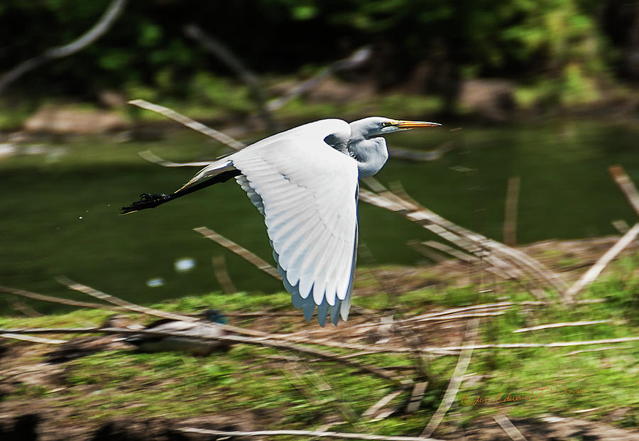 Great Egret Flight Photograph by Ed Peterson