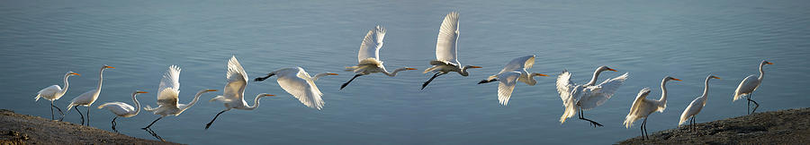 Great Egret Flight Sequence Photograph