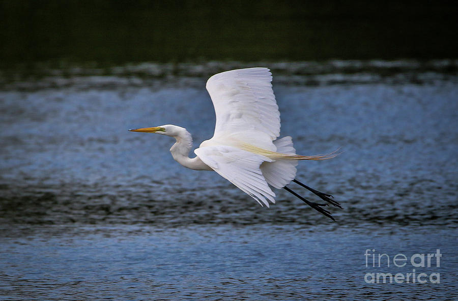 Great Egret Flight Photograph by Tom Claud