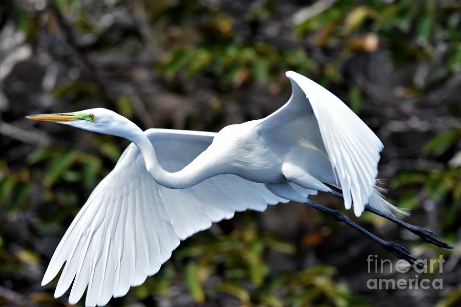 Great Egret Fly By Photograph by Julie Adair