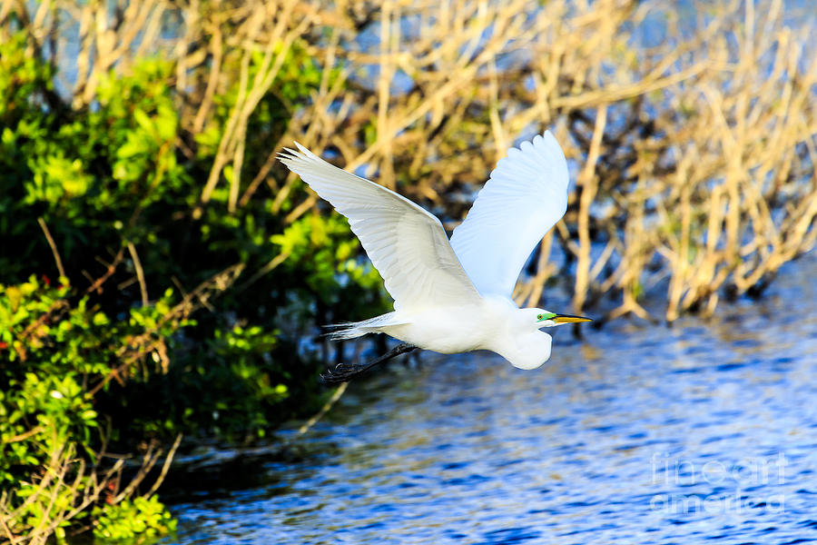 Great Egret Flying Photograph by Ben Graham