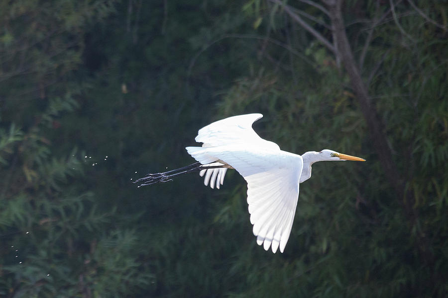 Great Egret Flying I Photograph by Jemmy Archer