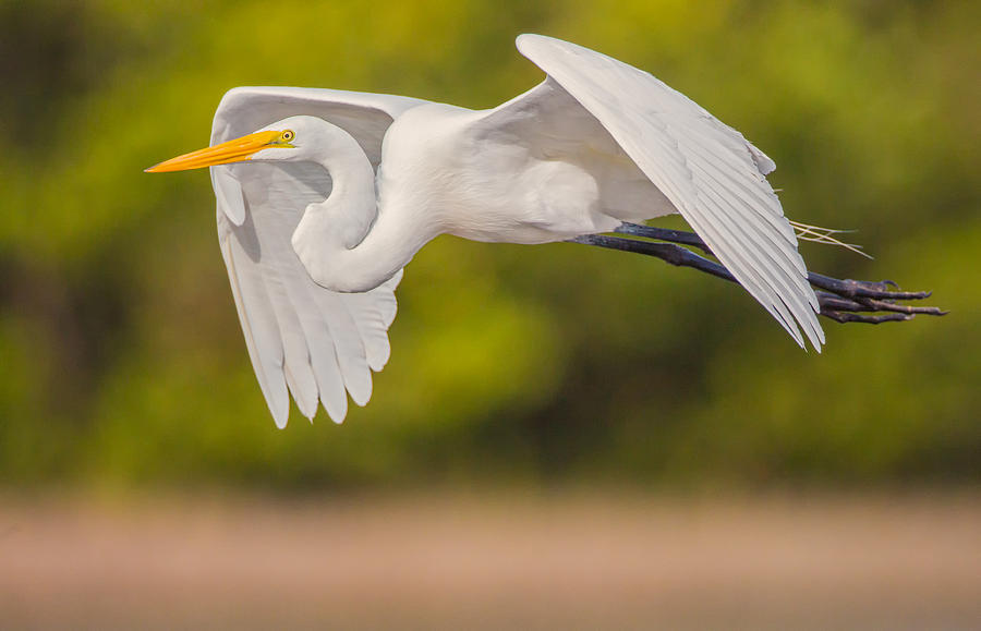 Great Egret Folded Wings Photograph by Andres Leon