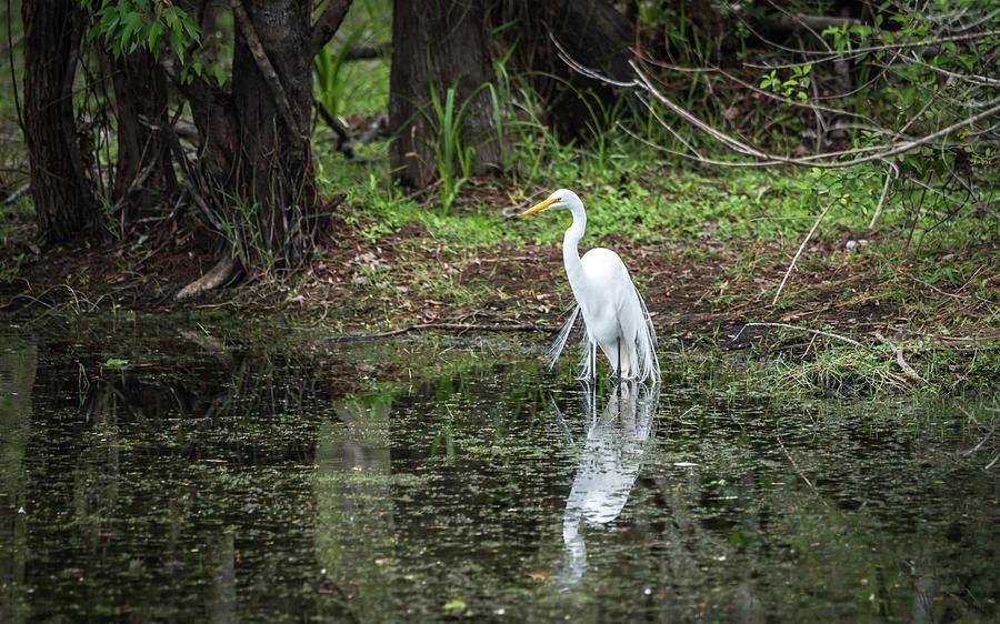 Great Egret Photograph by Framing Places
