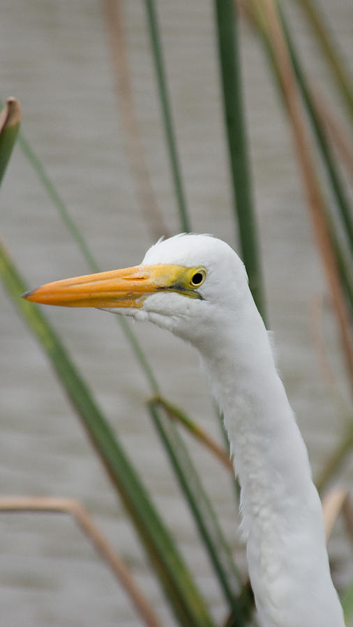 Great Egret Photograph by Frank Madia