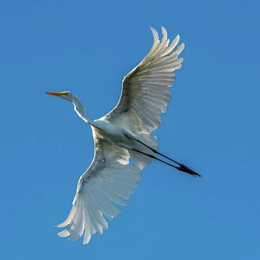 Egret Photograph - Great Egret Giving Me A Fly By by Chris Lopez