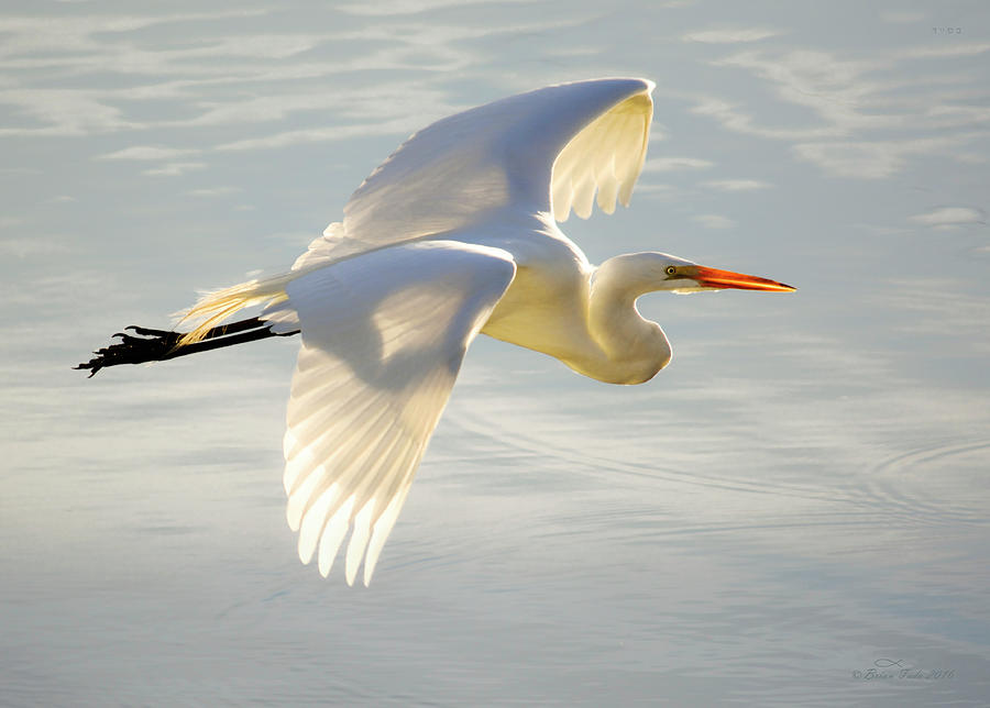 Great Egret Glow Photograph by Brian Tada