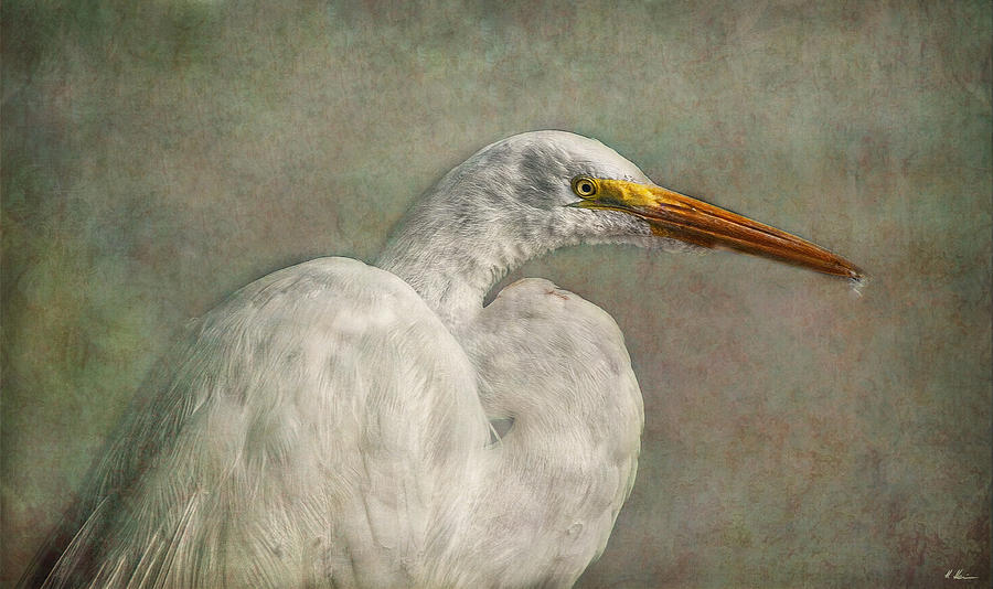 Great Egret Photograph by Hanny Heim