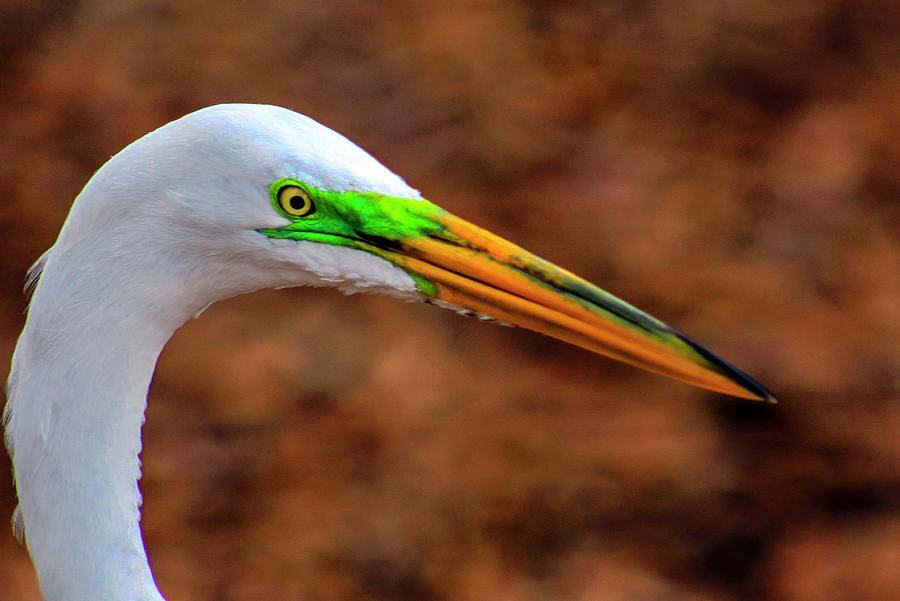 Great Egret Head Photograph by Robert Wilder Jr