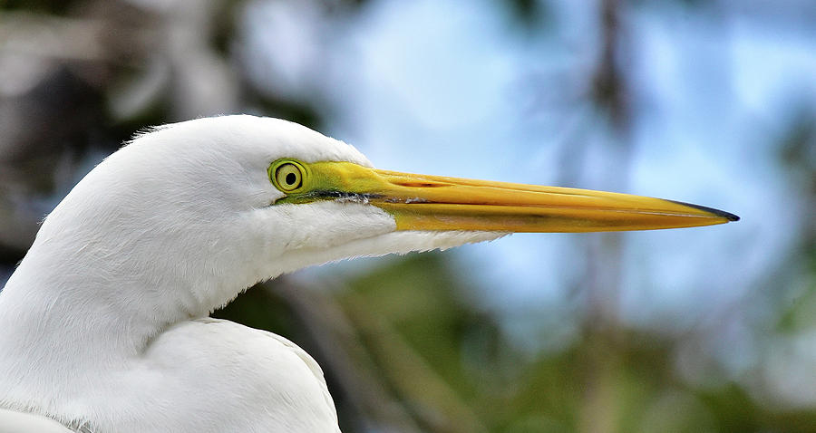 Great Egret Head Shot Photograph by Linda Brody