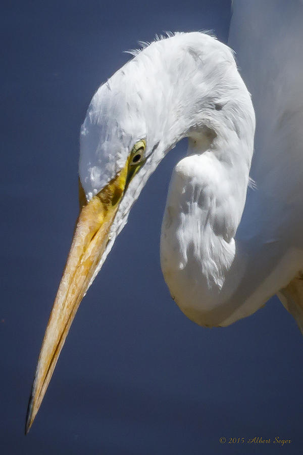 Great Egret - Headshot Photograph by Albert Seger