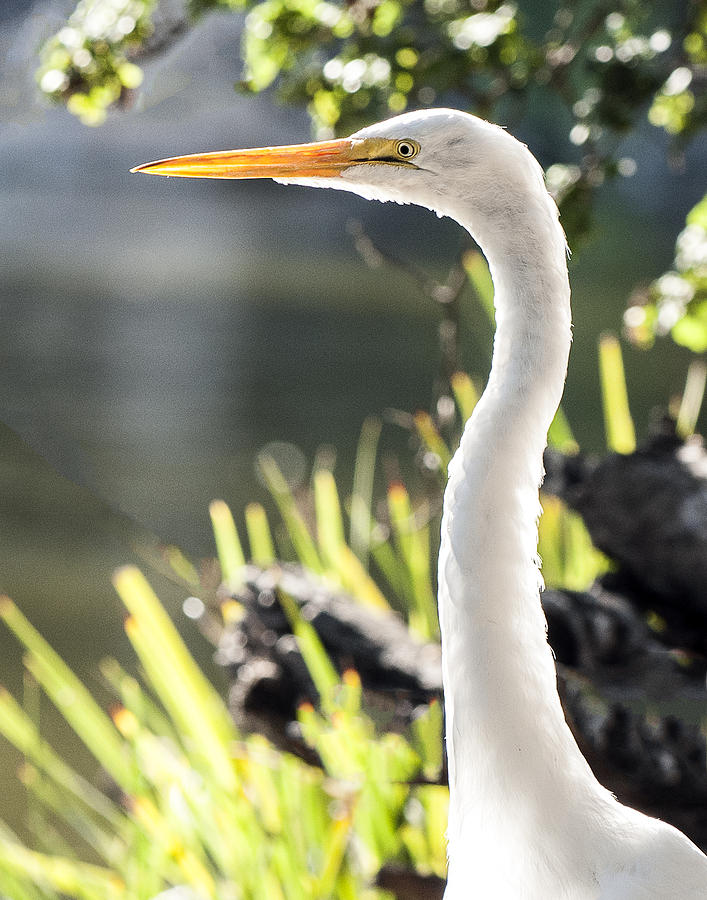 Great Egret Headshot Profile  Photograph by William Bitman