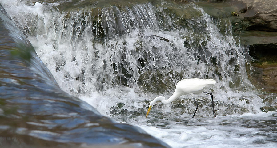 Great Egret Hunting At Waterfall - Digitalart Painting 1 Photograph