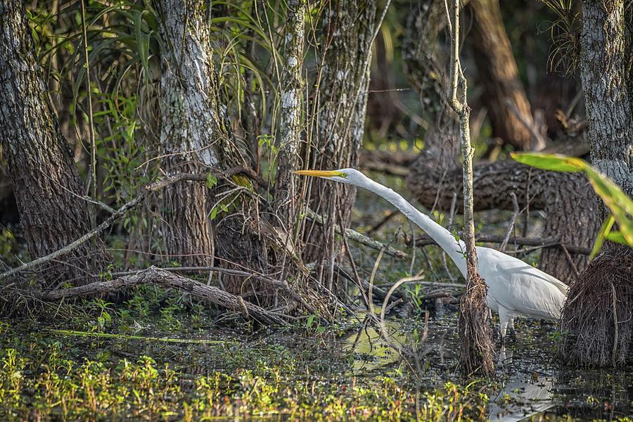 Great Egret hunting Photograph by Framing Places
