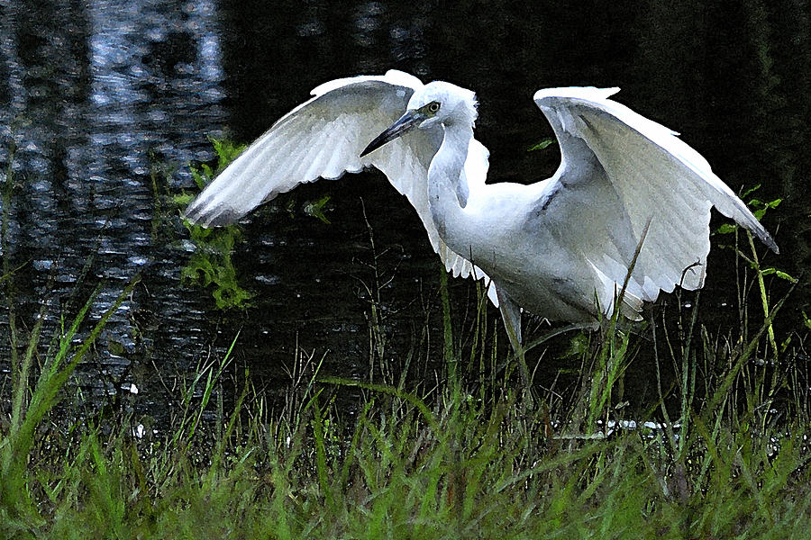 Heron Photograph - Great Egret Hunting by Roy Williams