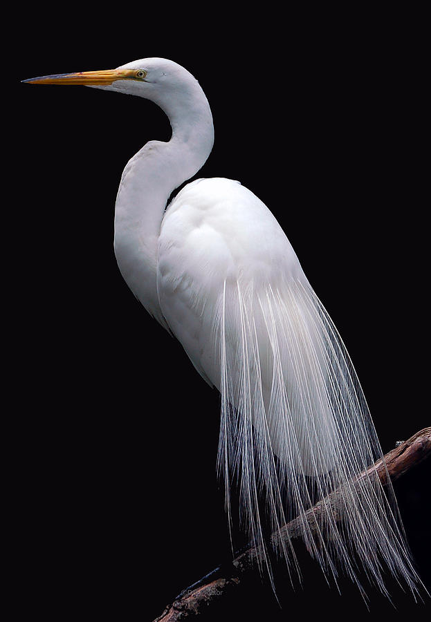 Egret Photograph - Great Egret II by Donna Proctor