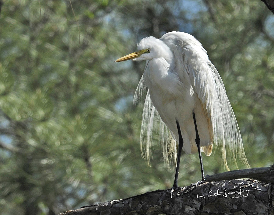 Great Egret II Photograph by Keith Lovejoy