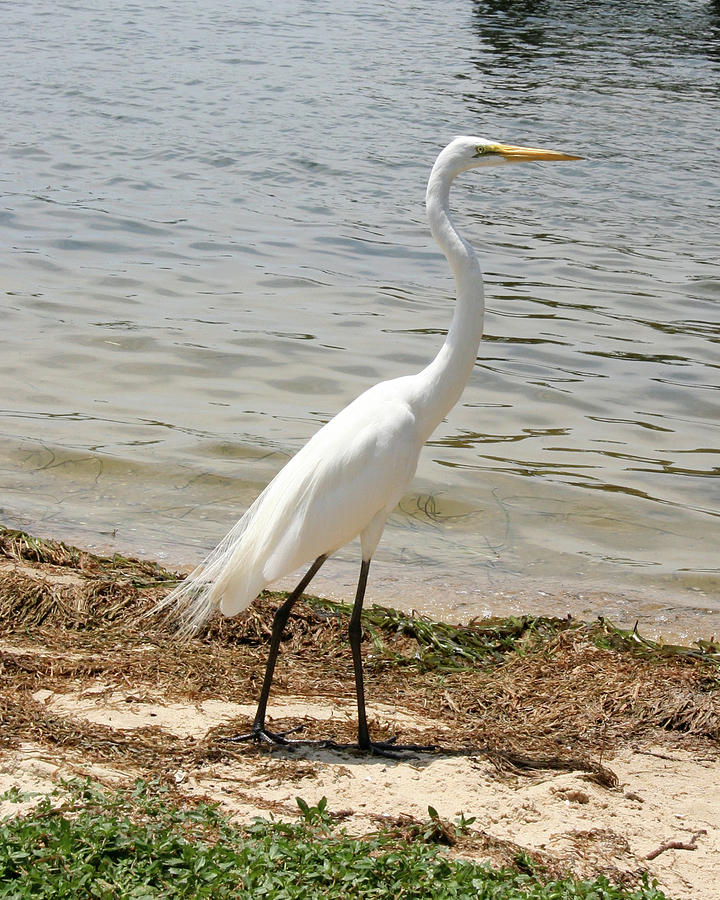 Great Egret II Photograph by Monique Henshall - Fine Art America