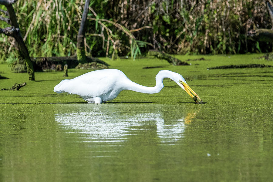 Great Egret in A swamp Photograph by Paul Freidlund