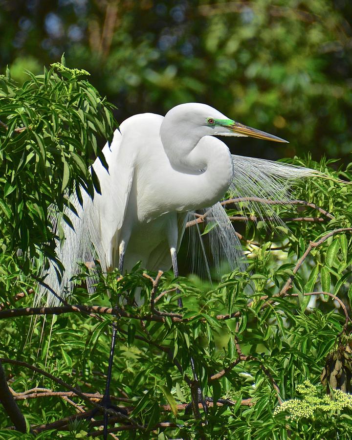 Great Egret in Breeding Color and Plumage Photograph by Carol Bradley