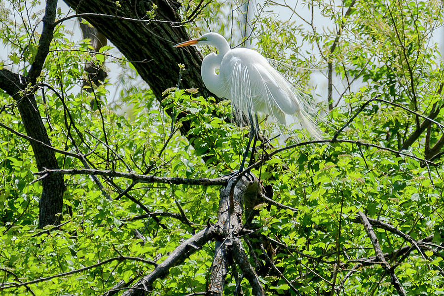 Great Egret In Breeding Plumage Photograph by Ed Peterson