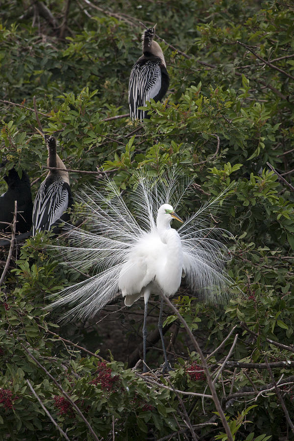 Great Egret In Breeding Plumage Photograph by Sally Weigand
