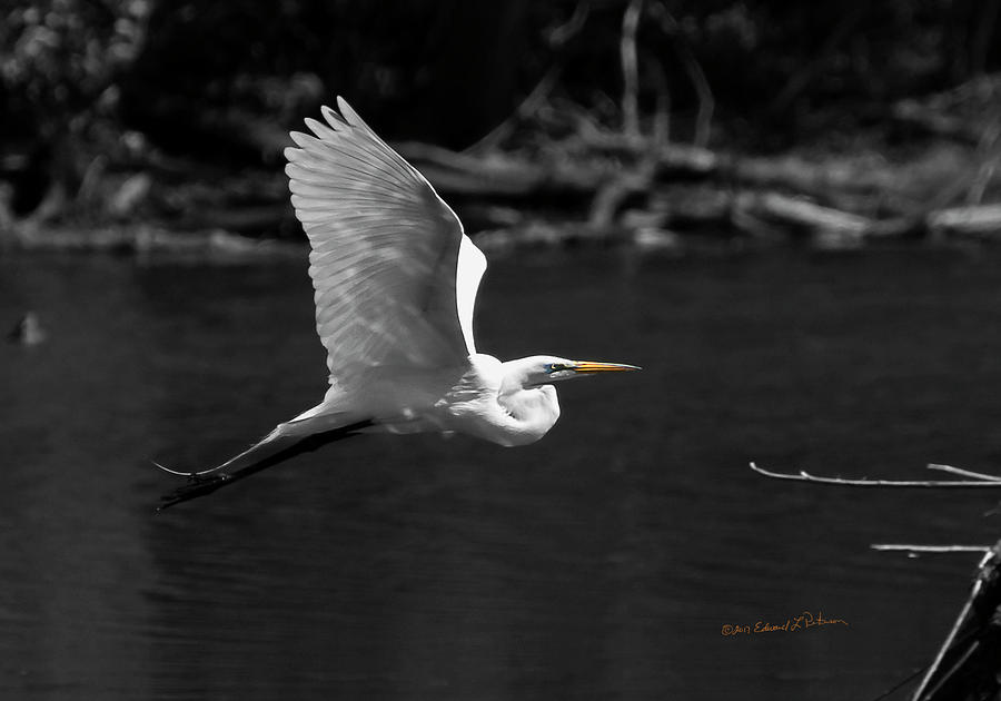 Great Egret In BW Photograph by Ed Peterson