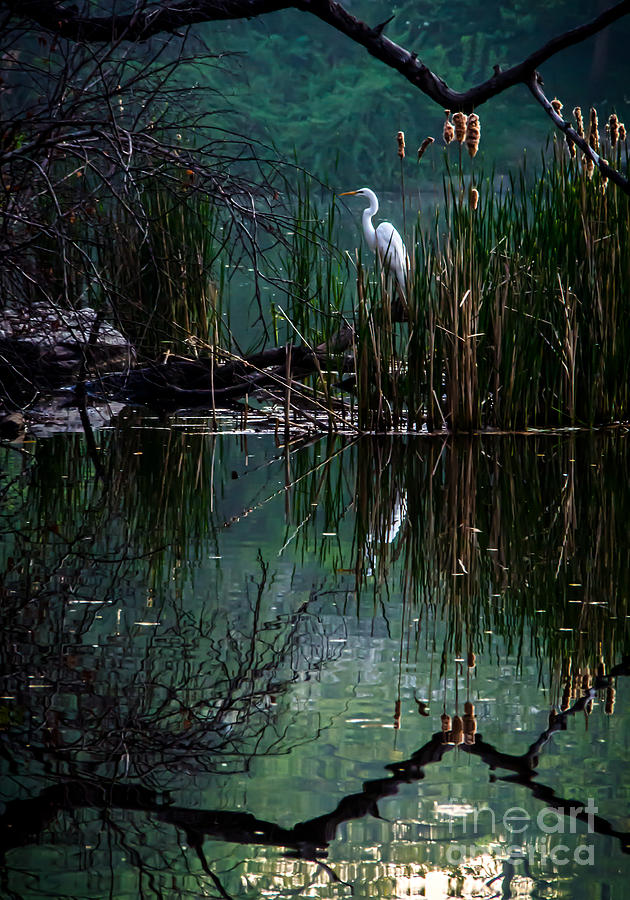 Egret Photograph - Great Egret in Central Park I by James Aiken