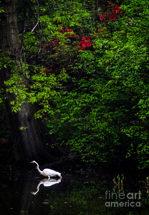 Great Egret in Central Park II Photograph by James Aiken
