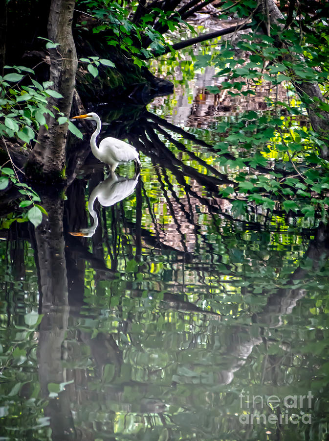 Great Egret in Central Park IV Photograph by James Aiken