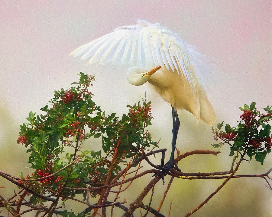 Great Egret in Color Photograph by David Eppley