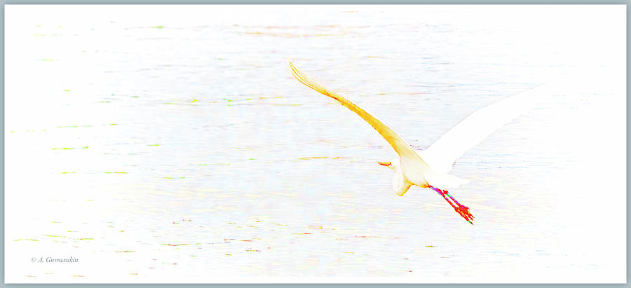 Great Egret in Flight Digital Art by A Macarthur Gurmankin